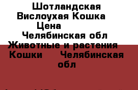 Шотландская Вислоухая Кошка  › Цена ­ 2 000 - Челябинская обл. Животные и растения » Кошки   . Челябинская обл.